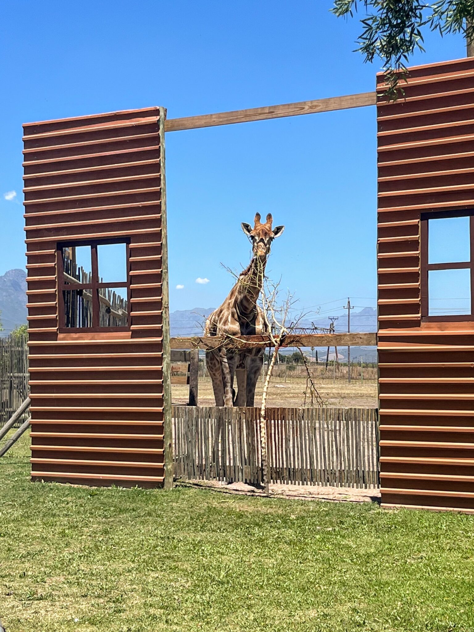 Giraffe House / Muldersvlei Cape Town with Kids